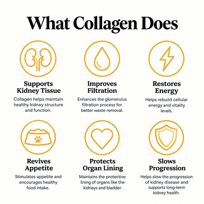 The Structural Protein Most Cat Owners Overlook: Softie™ Marine Collagen for Cats